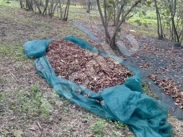 Fındık Toplama Filesi - 55lik - Yeşil - Görsel 3