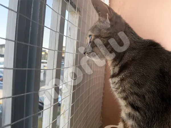 Kedi Filesi - 4 cm Gözenekli - Kare Desen - Beyaz - Görsel 4