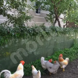 Kümes ve Bahçe Çevirme Çit Örtüsü - 55lik - Yeşil