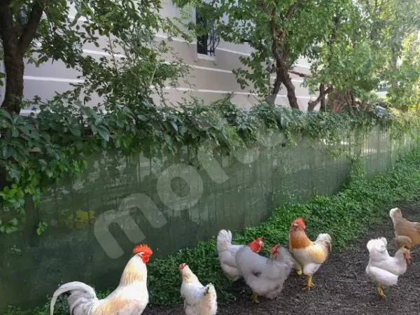 Kümes ve Bahçe Çevirme Çit Örtüsü - 55lik - Yeşil