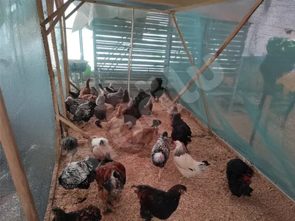 Kümes ve Bahçe Çevirme Çit Örtüsü - 55lik - Yeşil - Görsel 3