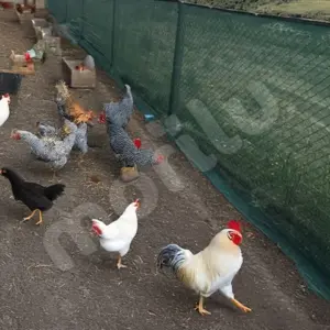Kümes ve Bahçe Çevirme Çit Örtüsü - 75lik - Yeşil