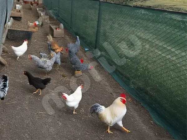 Kümes ve Bahçe Çevirme Çit Örtüsü - 75lik - Yeşil