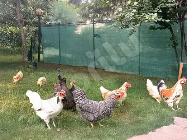 Kümes ve Bahçe Çevirme Çit Örtüsü - 95lik - 120 gram/m2 - Yeşil - Görsel 2