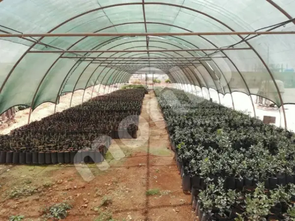 Sera - Bitki ve Hayvan Gölgeliği - 40lık Gölgeleme - Yeşil - Görsel 6