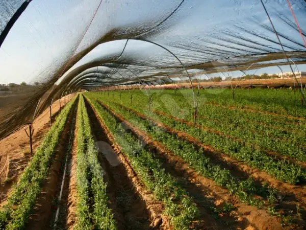 Sera - Bitki ve Hayvan Gölgeliği - 40lık Gölgeleme - Yeşil - Görsel 2