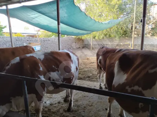 Sera - Bitki ve Hayvan Gölgeliği - 95lik 120 gram/m2 - Yeşil - Görsel 2