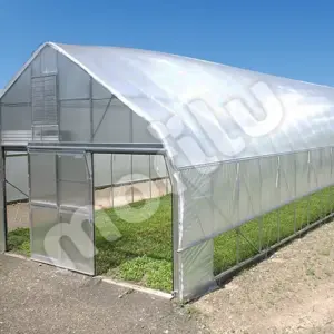 Sera Naylonu - 12 Aylık