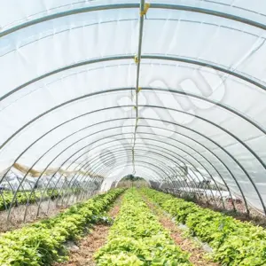 Sera Naylonu / Naylon Branda