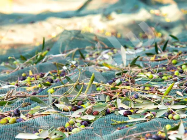 Zeytin Toplama Filesi - 75lik - Yeşil - Görsel 7