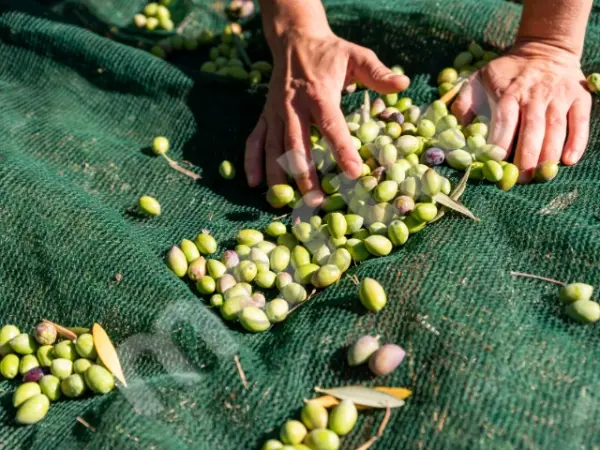 Zeytin Toplama Filesi - 75lik - Yeşil - Görsel 6