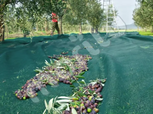 Zeytin Toplama Filesi - 75lik - Yeşil - Görsel 5