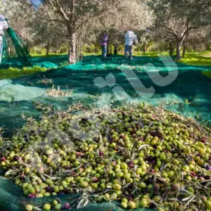 Zeytin Toplama Filesi - Yeşil
