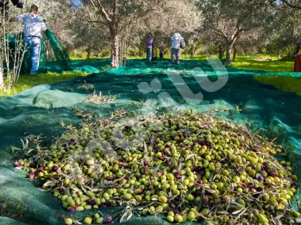 Zeytin Toplama Filesi - Yeşil