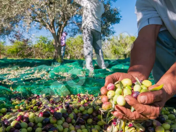 Zeytin Toplama Filesi - Yeşil - Görsel 4