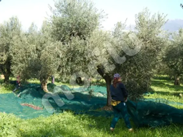 Zeytin Toplama Filesi - Yeşil - Görsel 3