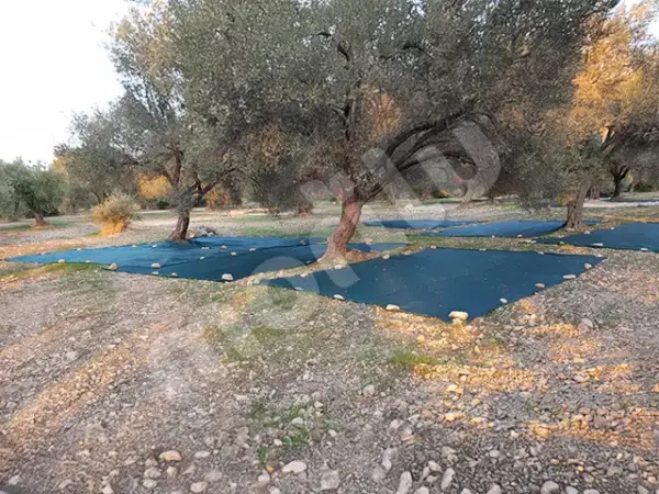 Zeytin Toplama Filesi - Yeşil - Görsel 2