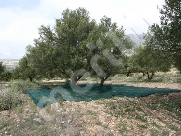 120gr-zeytin-filesi-kapak